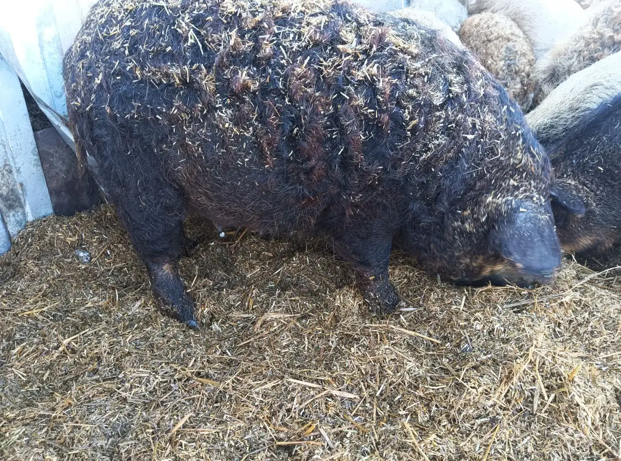 Продажа супоросных свиноматок венгерской мангалицы - Сельскохозяйственные животные (Животные) в Тюмень