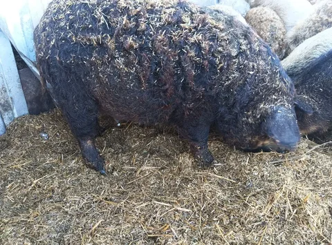 Продажа супоросных свиноматок венгерской мангалицы - Свиньи в Тюмень