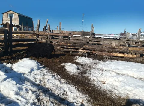 Свиноматка венгерская мангалица с поросятами - Свиньи в Тюмень