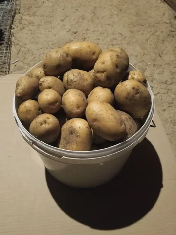 Продажа жёлтой картошки - Ручная работа в Тюмень