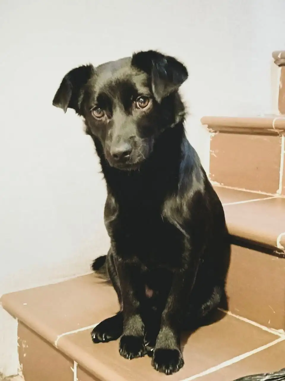 Ищем дом для пёсика - Собаки (Животные) в Тюмень