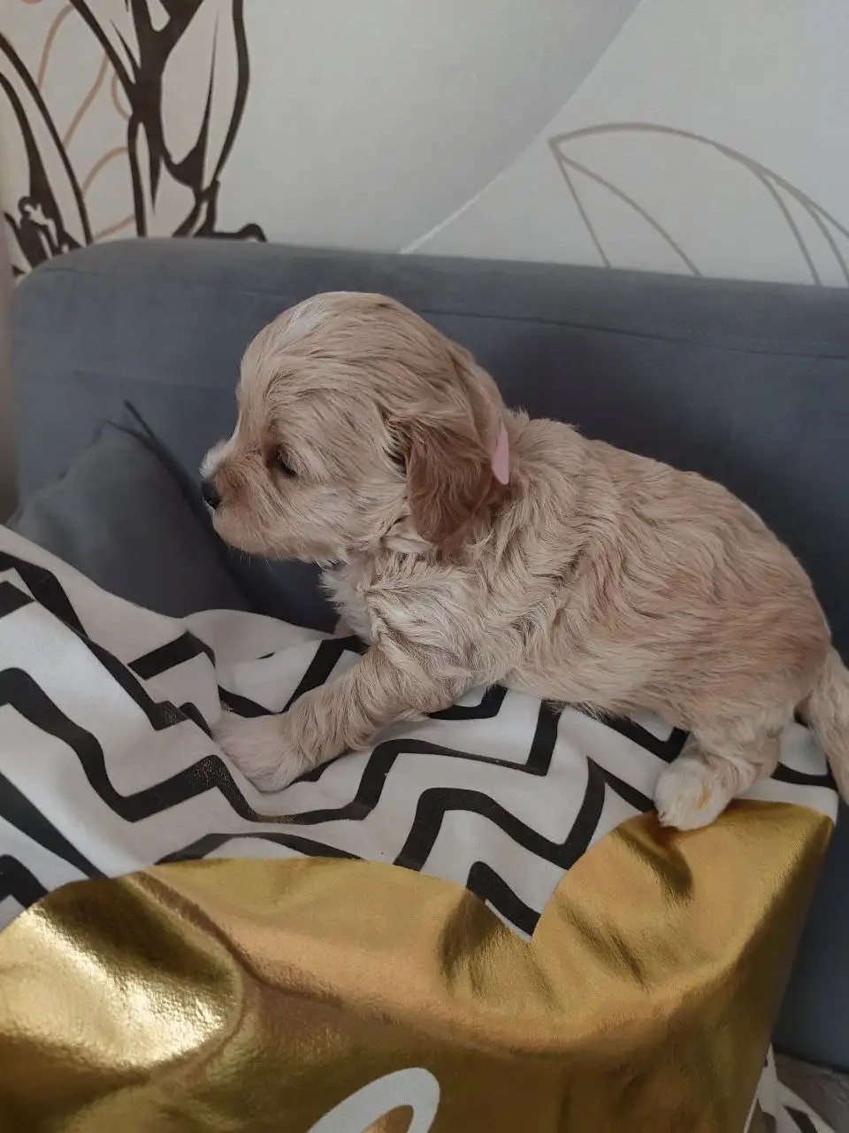 Щенки мальтипу мини на бронь - Собаки (Животные) в Тюмень