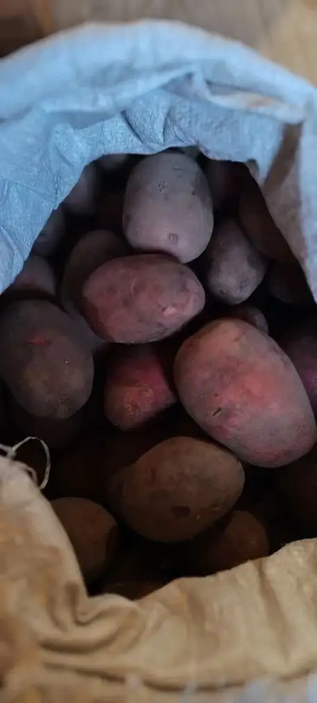 Продам деревенский картофель из ямки - Продукты питания (Барахолка) в Тюмень