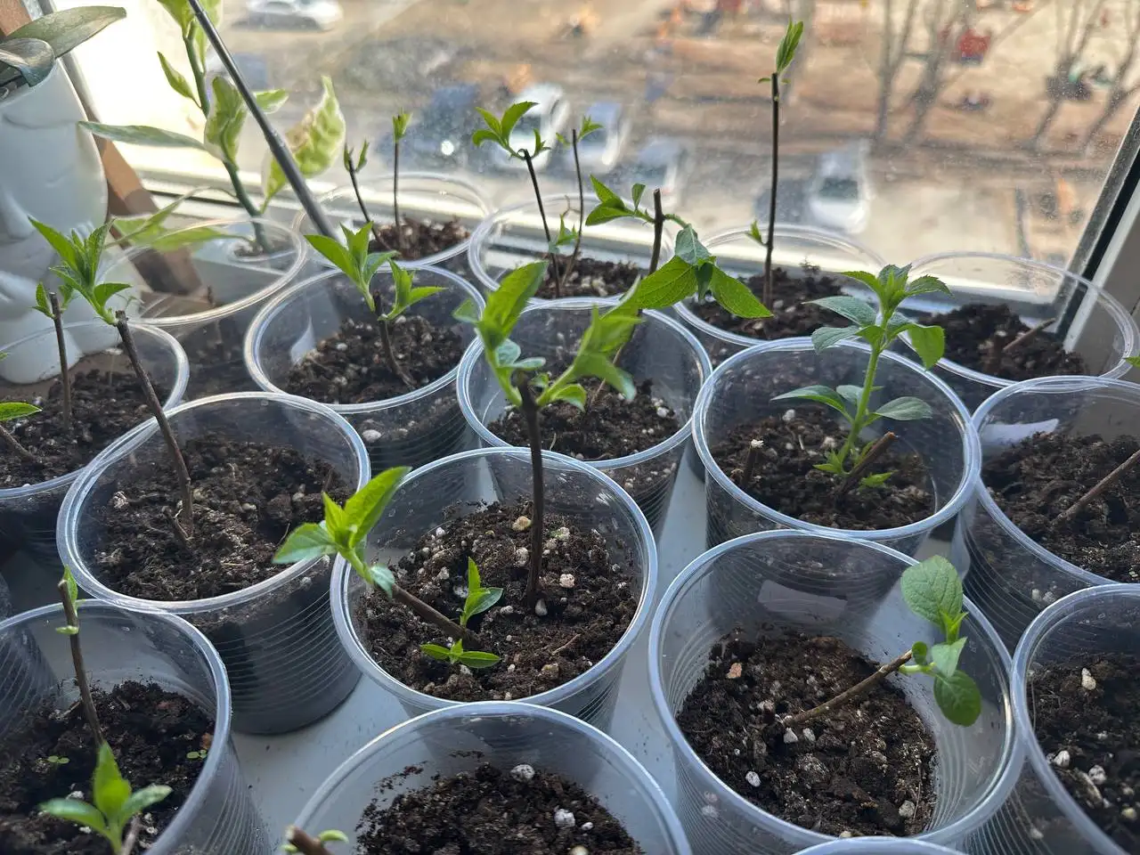 Продажа годовалых саженцев в Тюмени - Садоводство (Хобби и отдых) в Тюмень