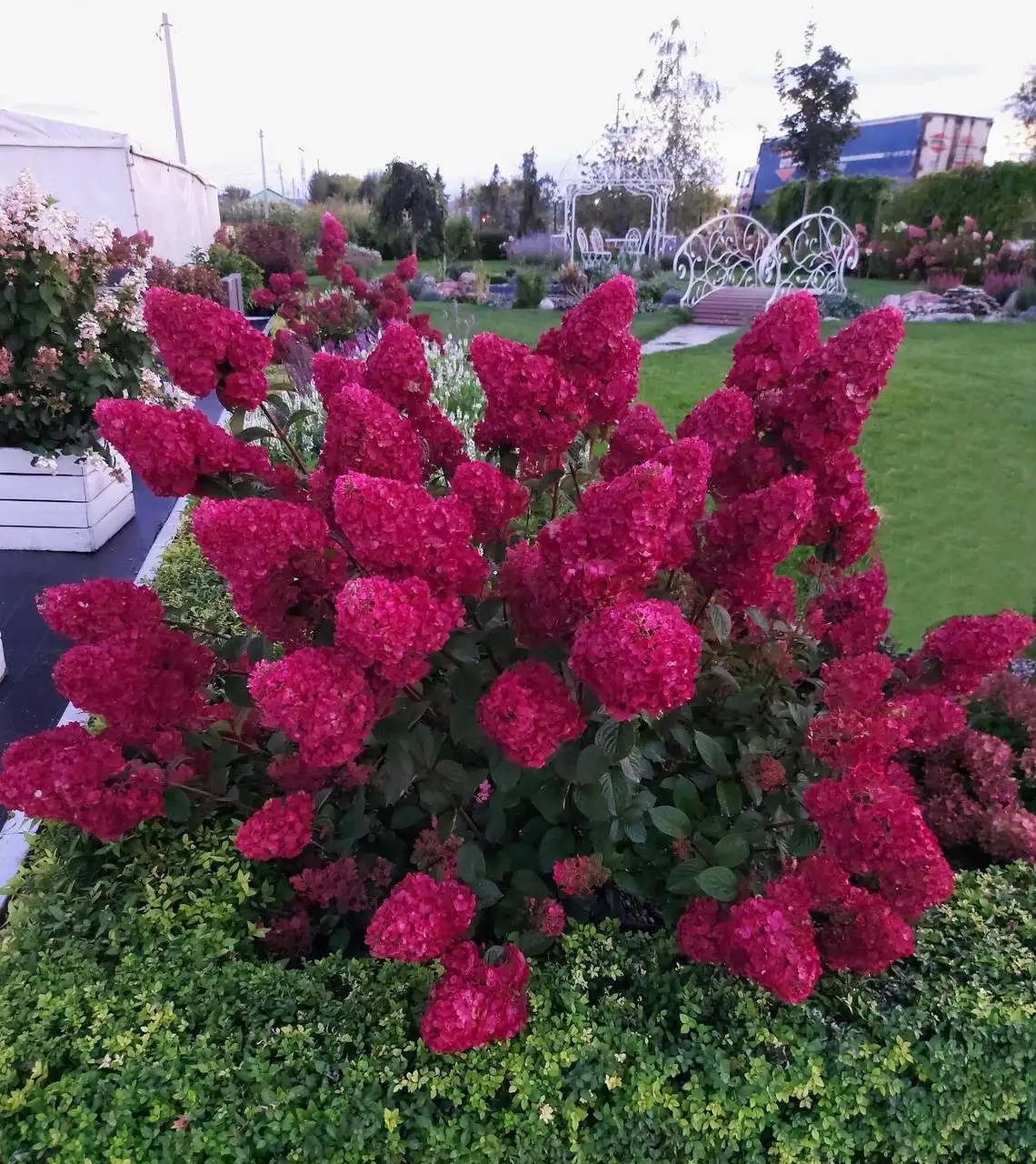 Продажа годовалых саженцев в Тюмени - Садоводство (Хобби и отдых) в Тюмень