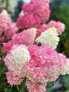 Продажа годовалых саженцев в Тюмени - Садоводство (Хобби и отдых) в Тюмень