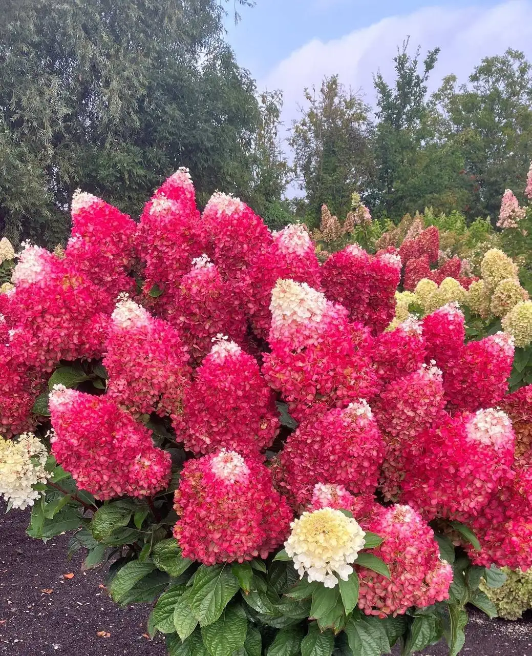 Продажа годовалых саженцев в Тюмени - Садоводство (Хобби и отдых) в Тюмень