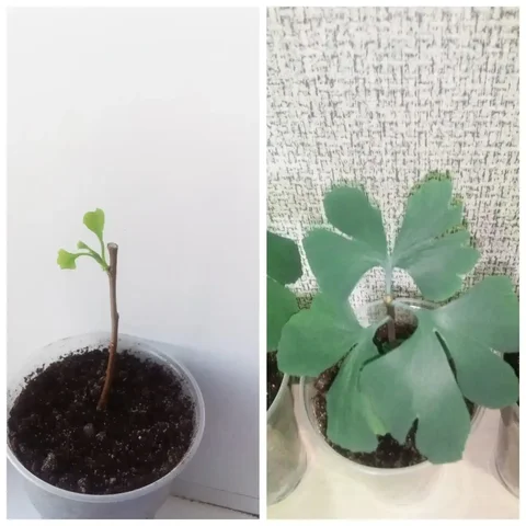 Гинкго билоба - БАДы/Травы в Тюмень