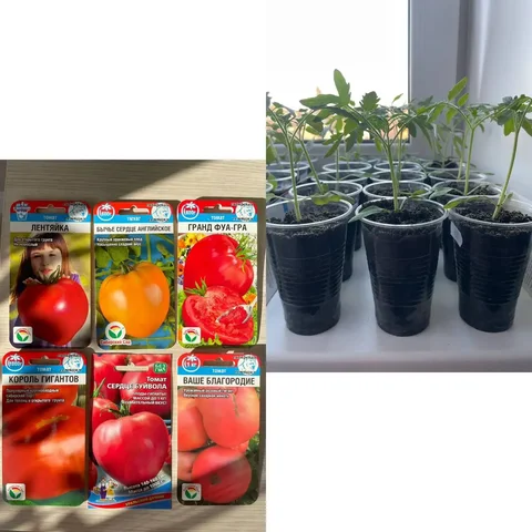 Продажа рассады томатов, баклажанов и перцев - Барахолка в Винзили