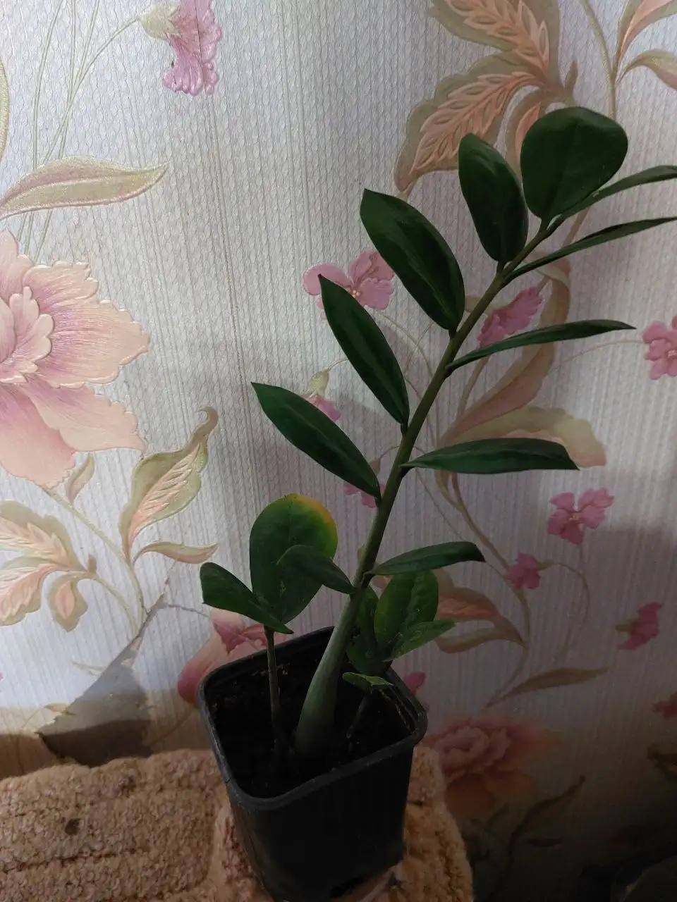 Замиокулькас зелёный - Комнатные растения (Барахолка) в Ялуторовск