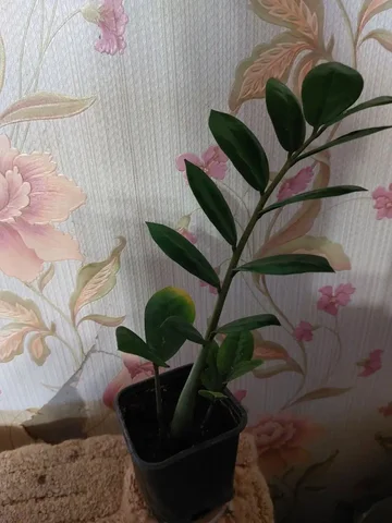 Замиокулькас зелёный - Сельхозтехника в Ялуторовск