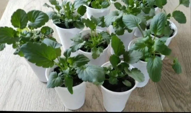 Продажа рассады виолы (анютины глазки) - Бассейны в Тюмень