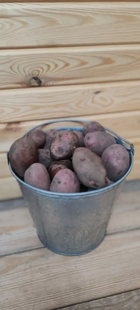 Продам деревенский картофель из ямки - Продукты питания (Барахолка) в Тюмень