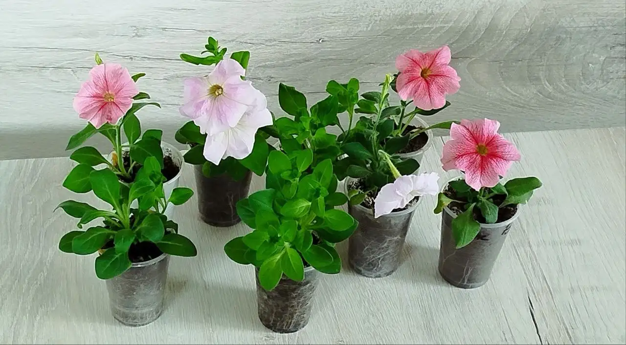 Продам рассаду петунии - Садоводство (Хобби и отдых) в Тюмень