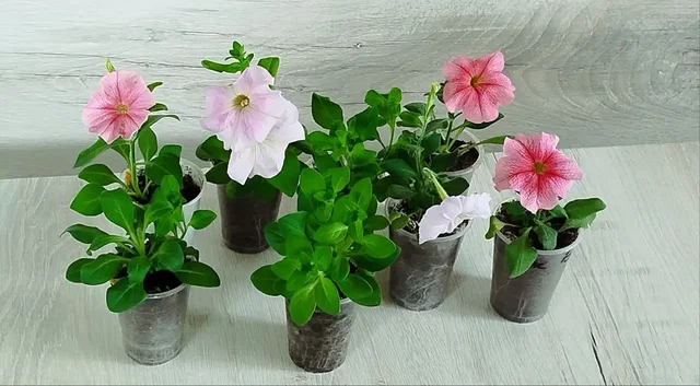 Продам рассаду петунии - Сувениры в Тюмень