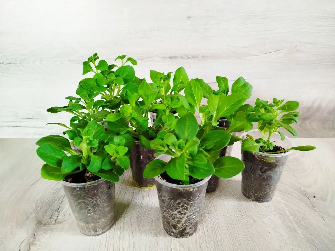 Продам рассаду петунии - Садоводство (Хобби и отдых) в Тюмень