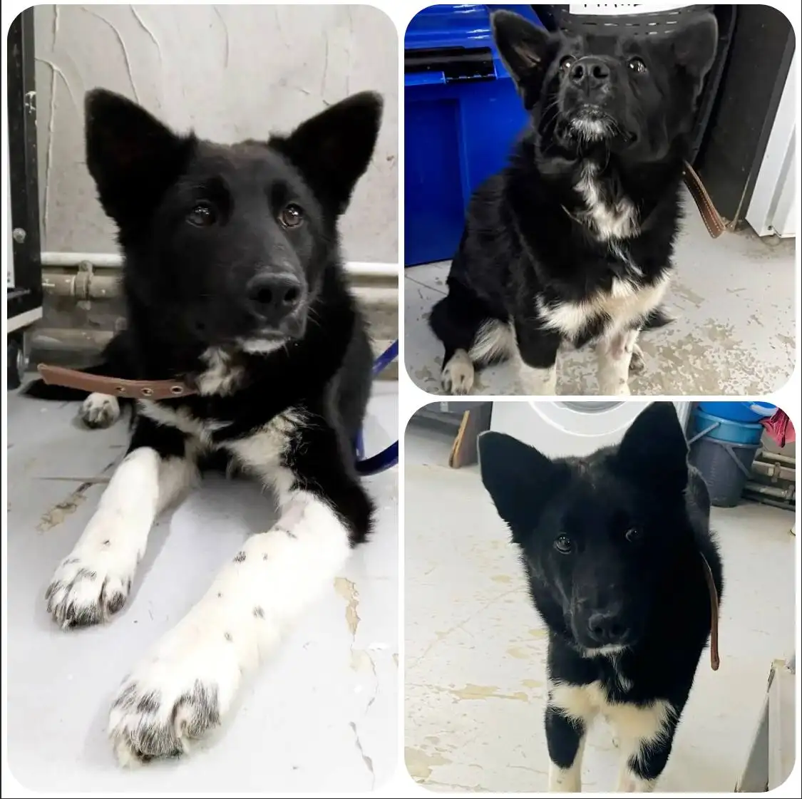 Щенок Нежная ищет дом - Собаки (Животные) в Тюмень