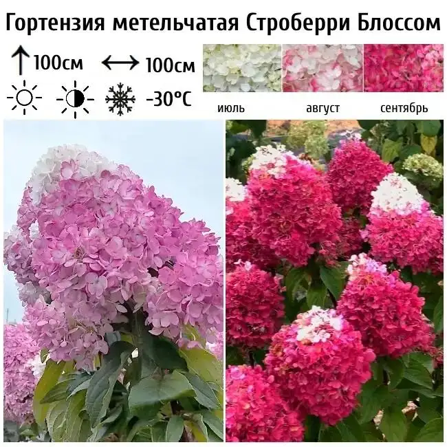 Продам гортензии - Растения (Для дома и дачи) в Тюмень