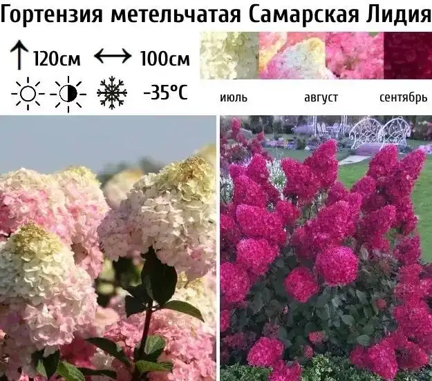 Продам гортензии - Растения (Для дома и дачи) в Тюмень