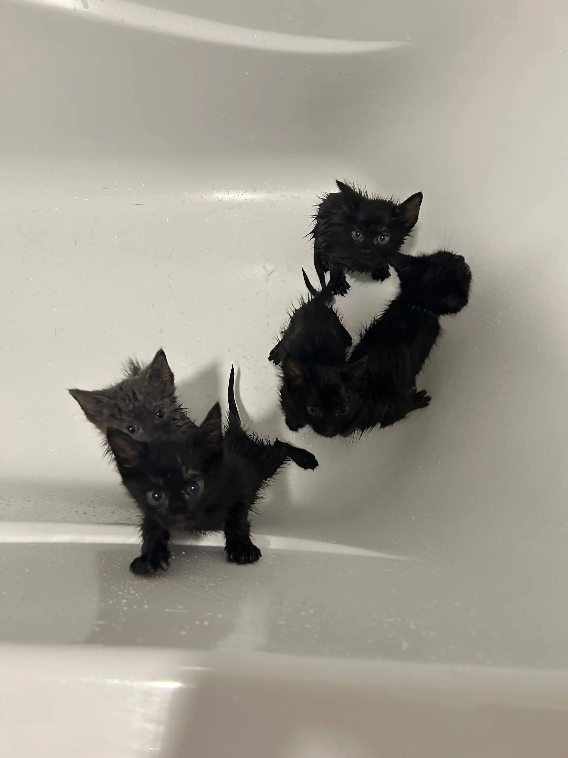 Котята в добрые руки - Кошки (Животные) в Люберцы