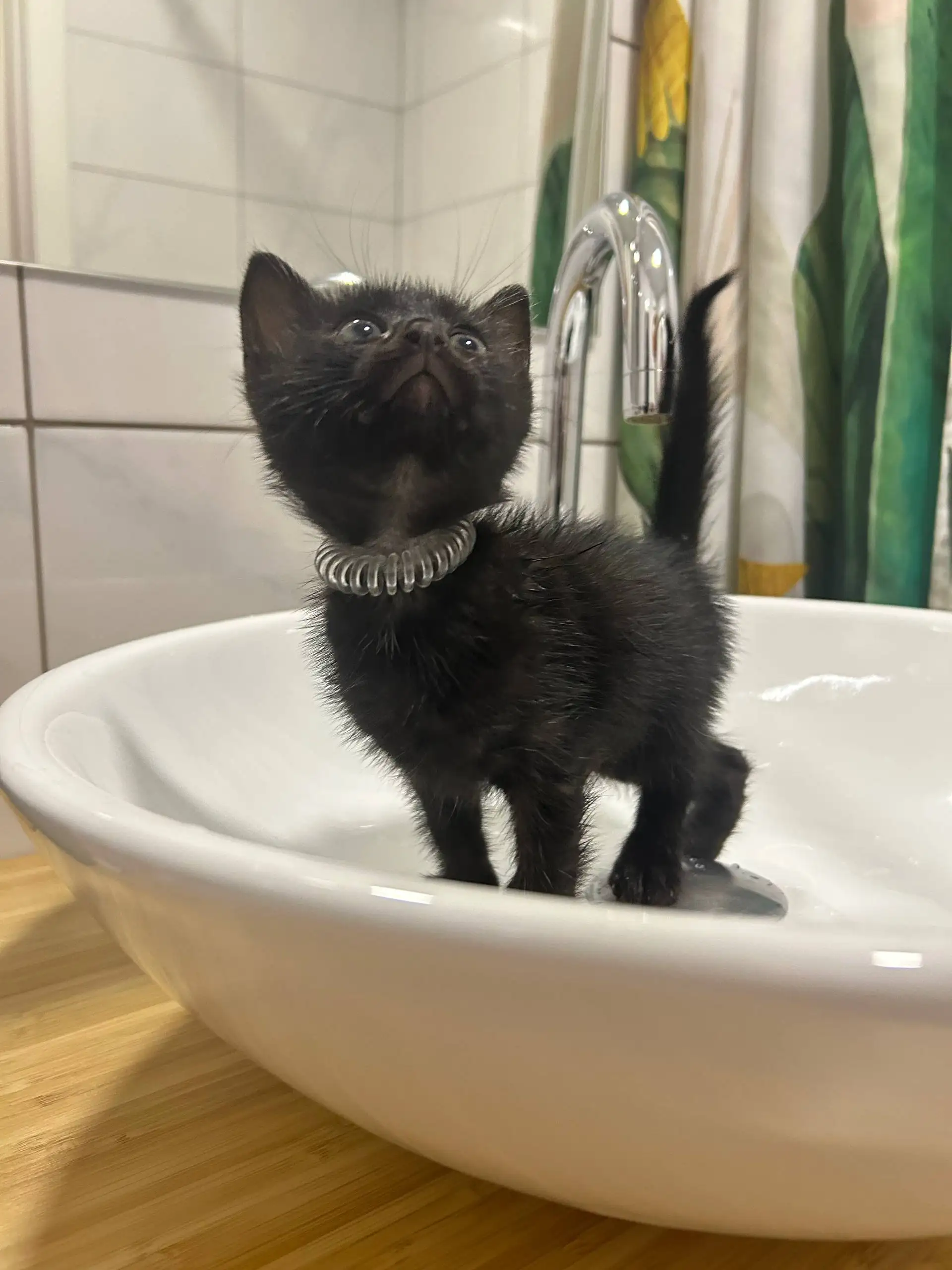 Котята в добрые руки - Кошки (Животные) в Люберцы