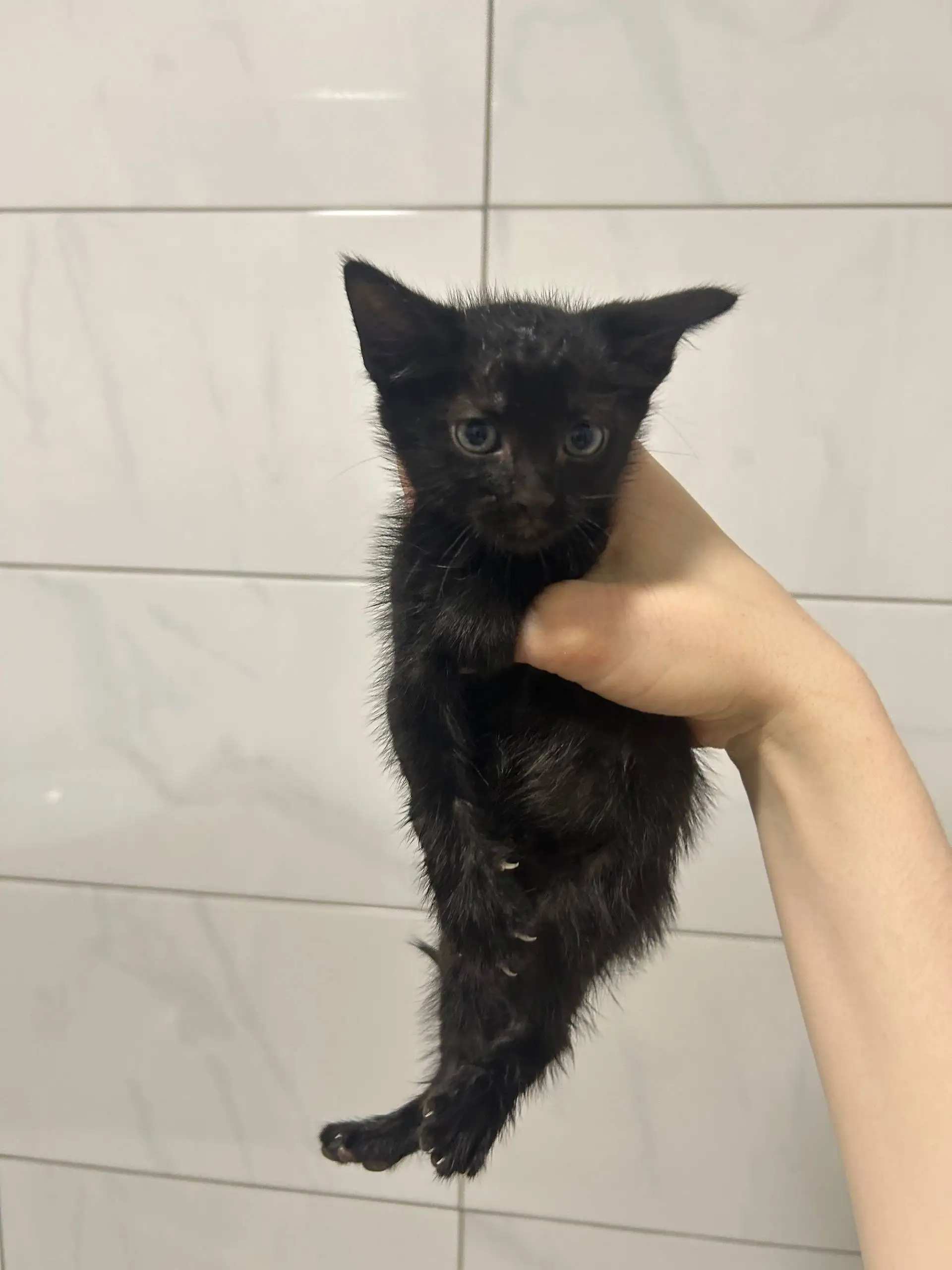 Котята в добрые руки - Кошки (Животные) в Люберцы
