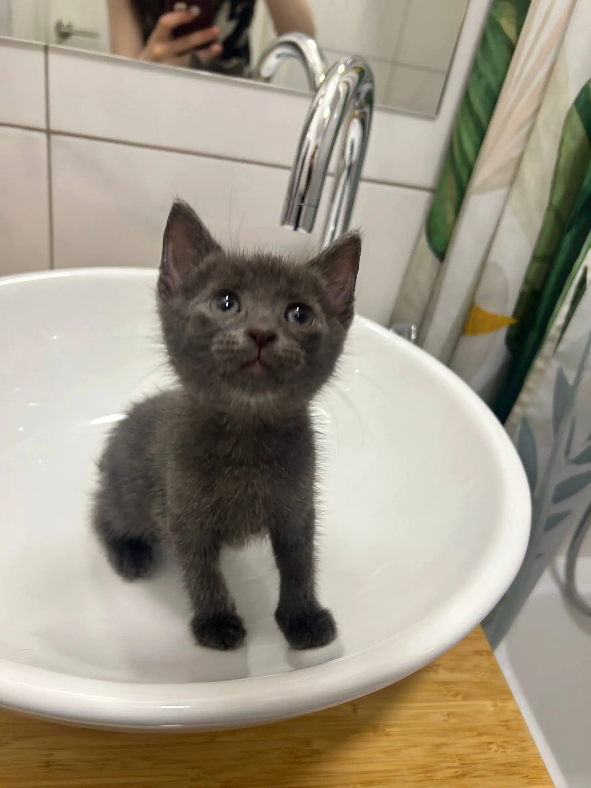 Котята в добрые руки - Кошки (Животные) в Люберцы