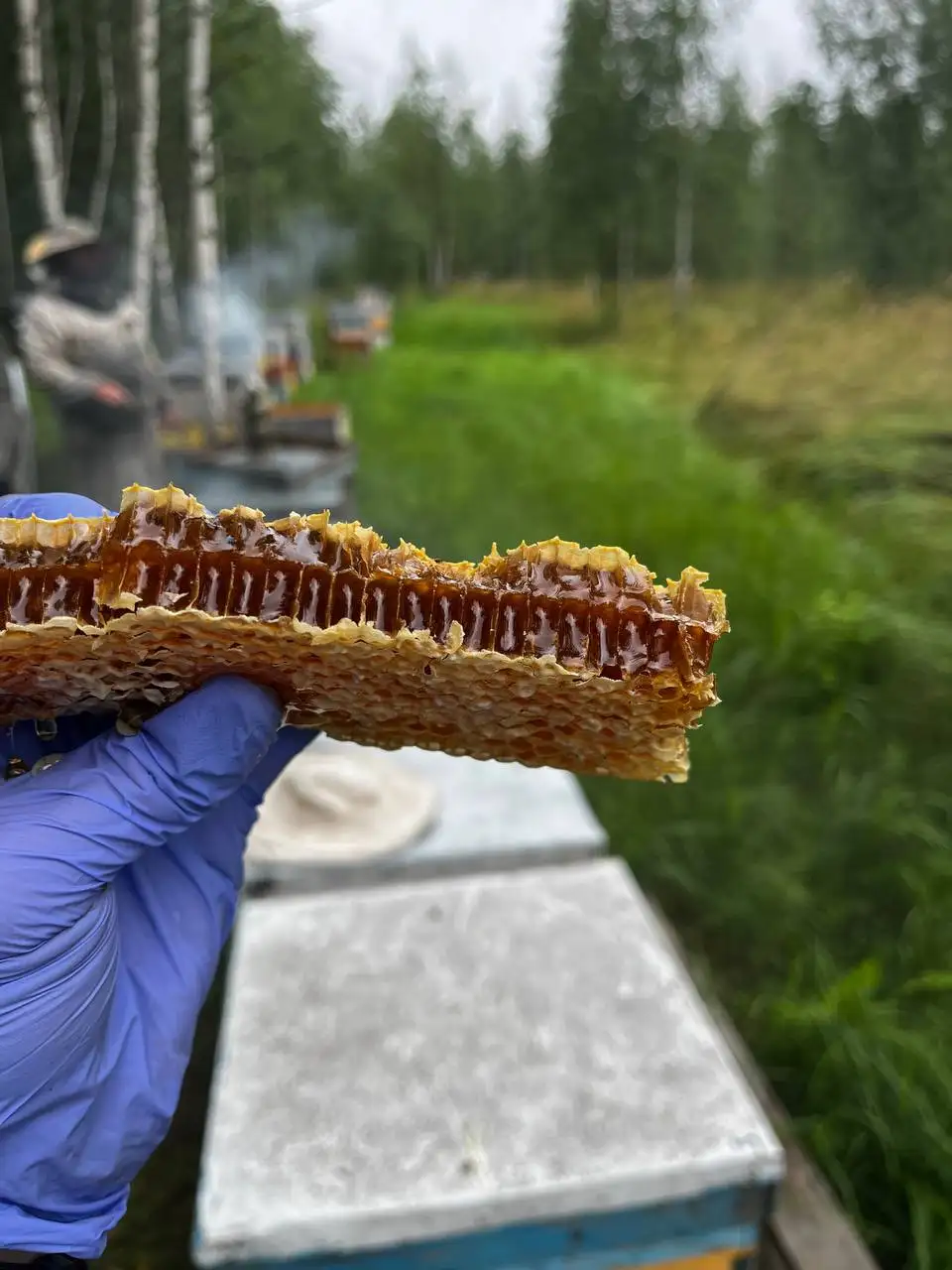 Мёд и соты натуральные из Тульской области - Мёд (Продукты) в Люберцы