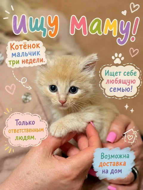Отдам котёнка Григория в добрые руки - Аквариумы в Люберцы