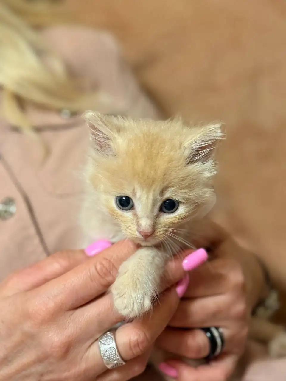 Отдам котёнка Григория в добрые руки - Кошки (Животные) в Люберцы