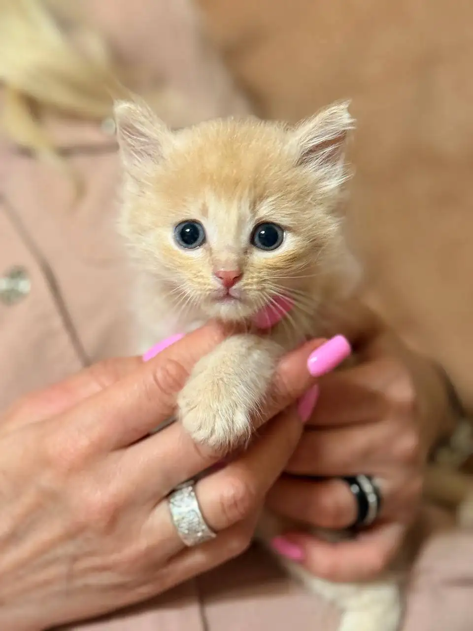 Отдам котёнка Григория в добрые руки - Кошки (Животные) в Люберцы