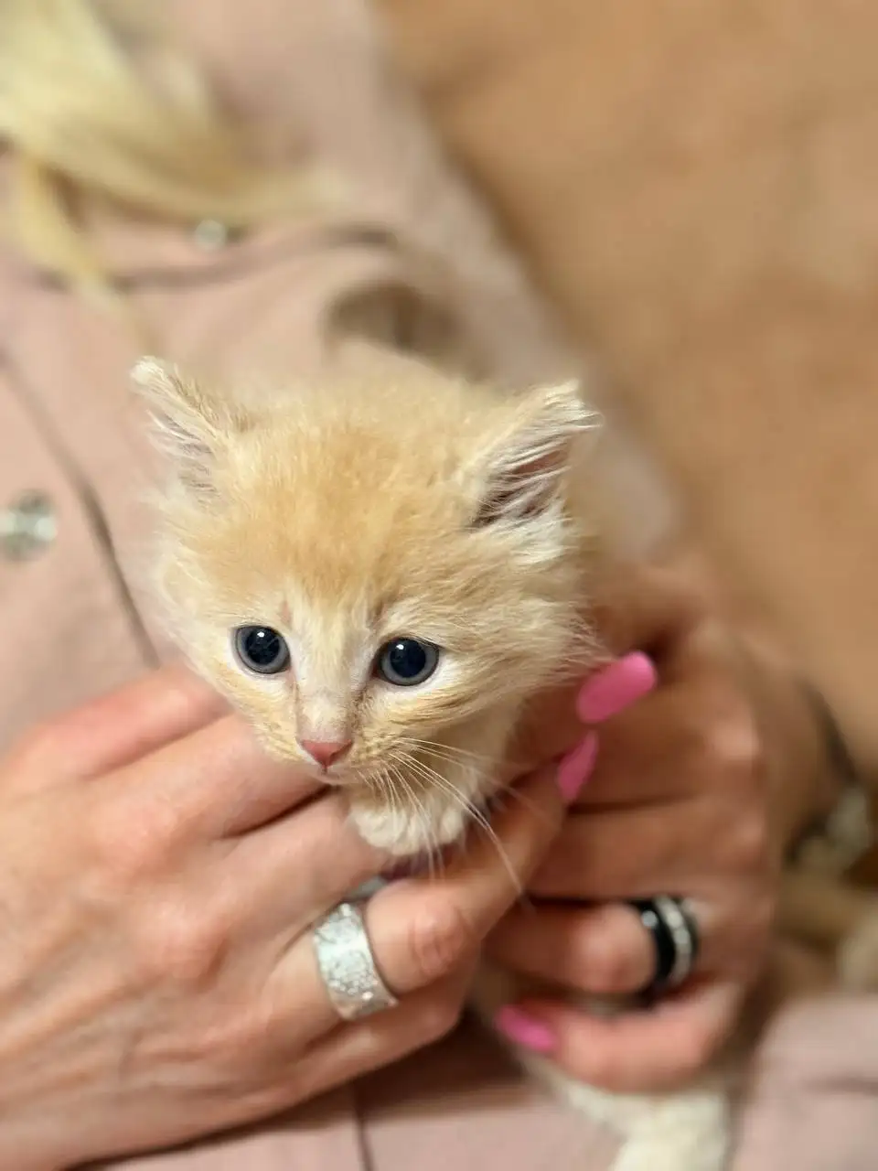 Отдам котёнка Григория в добрые руки - Кошки (Животные) в Люберцы
