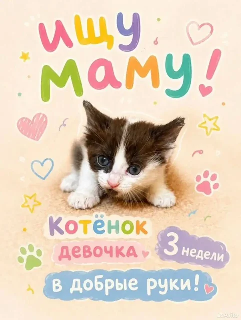 Отдаётся котёнок в добрые руки - Собаки в Люберцы