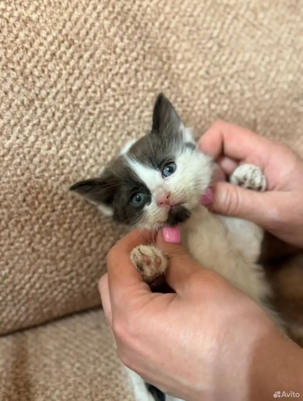 Отдаётся котёнок в добрые руки - Кошки (Животные) в Люберцы