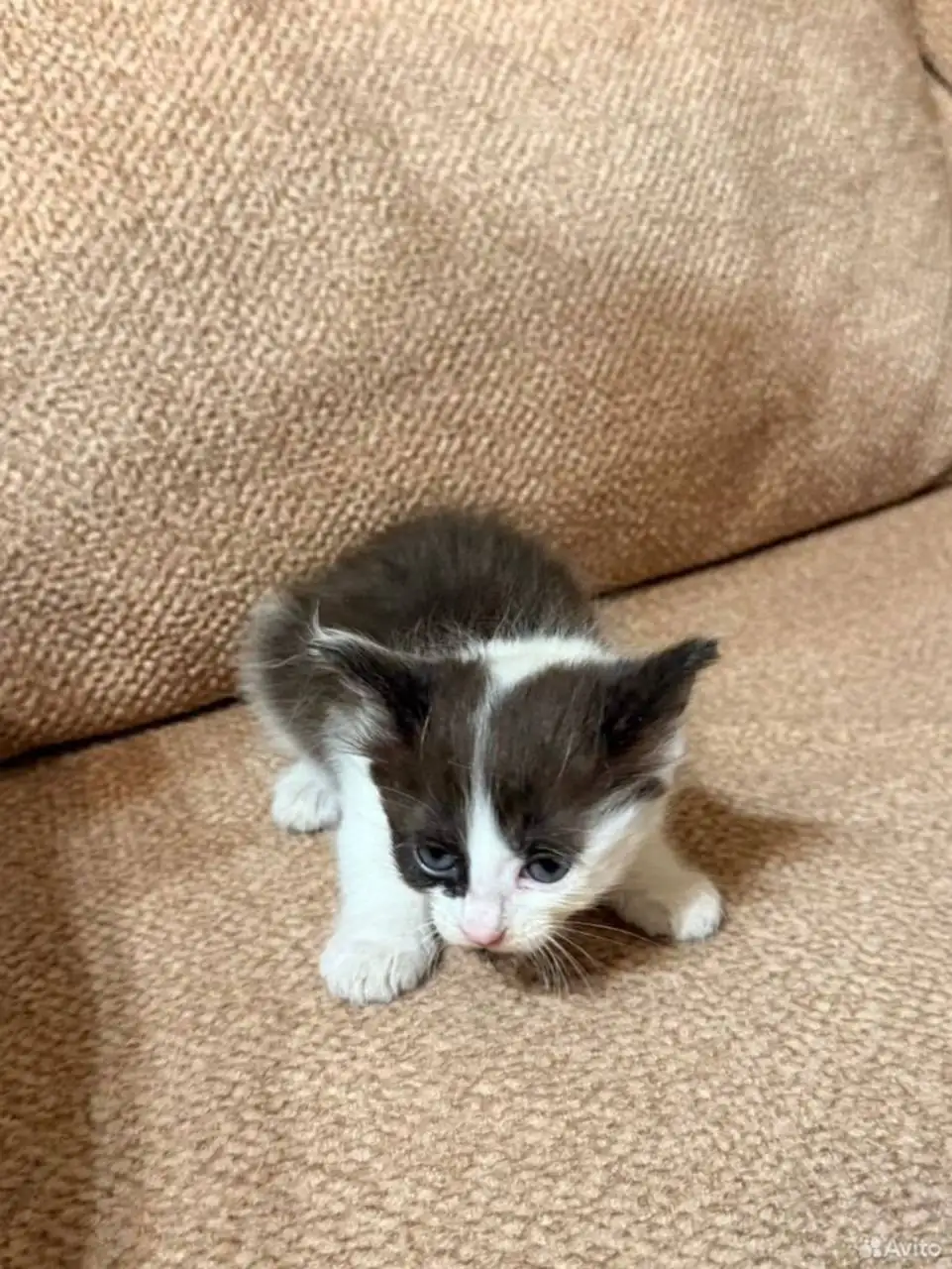 Отдаётся котёнок в добрые руки - Кошки (Животные) в Люберцы