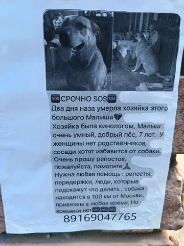 Собака в дар - Собаки в Люберцы