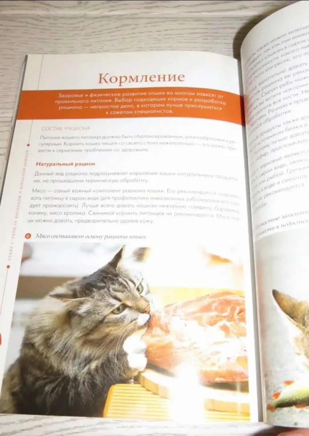 Практическое руководство по уходу за кошкой - Книги (Хобби и отдых) в Москва