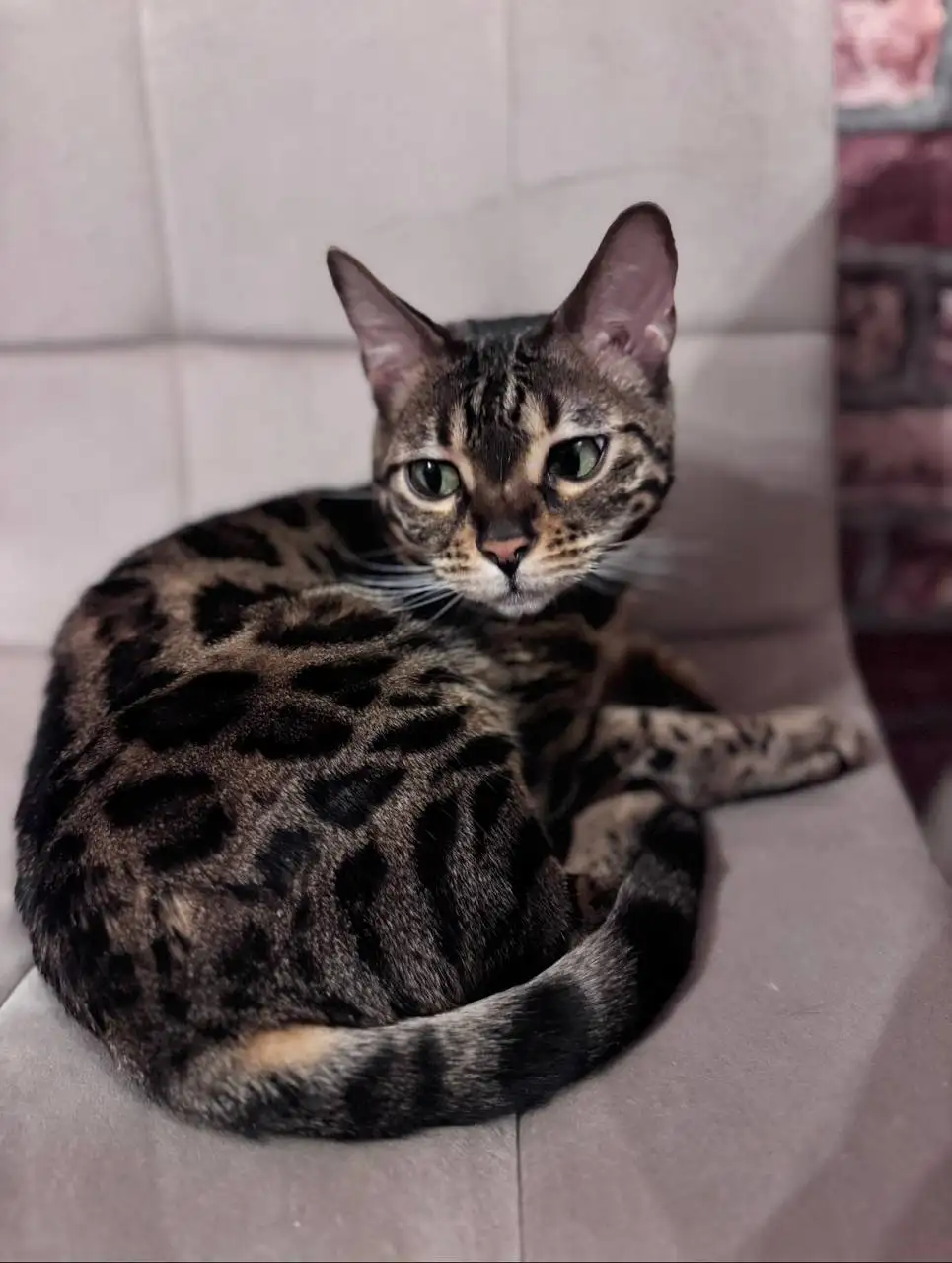 Отдам бенгальскую кошку - Кошки (Животные) в Люберцы