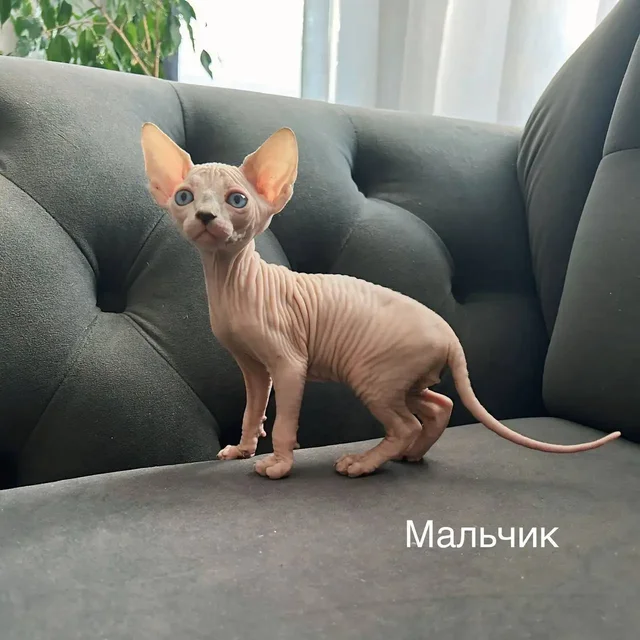 Котята, рождены 18 мая - Животные в Люберцы