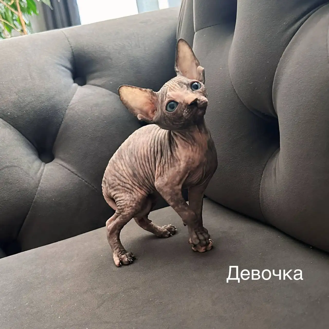 Котята, рождены 18 мая - Кошки (Животные) в Люберцы