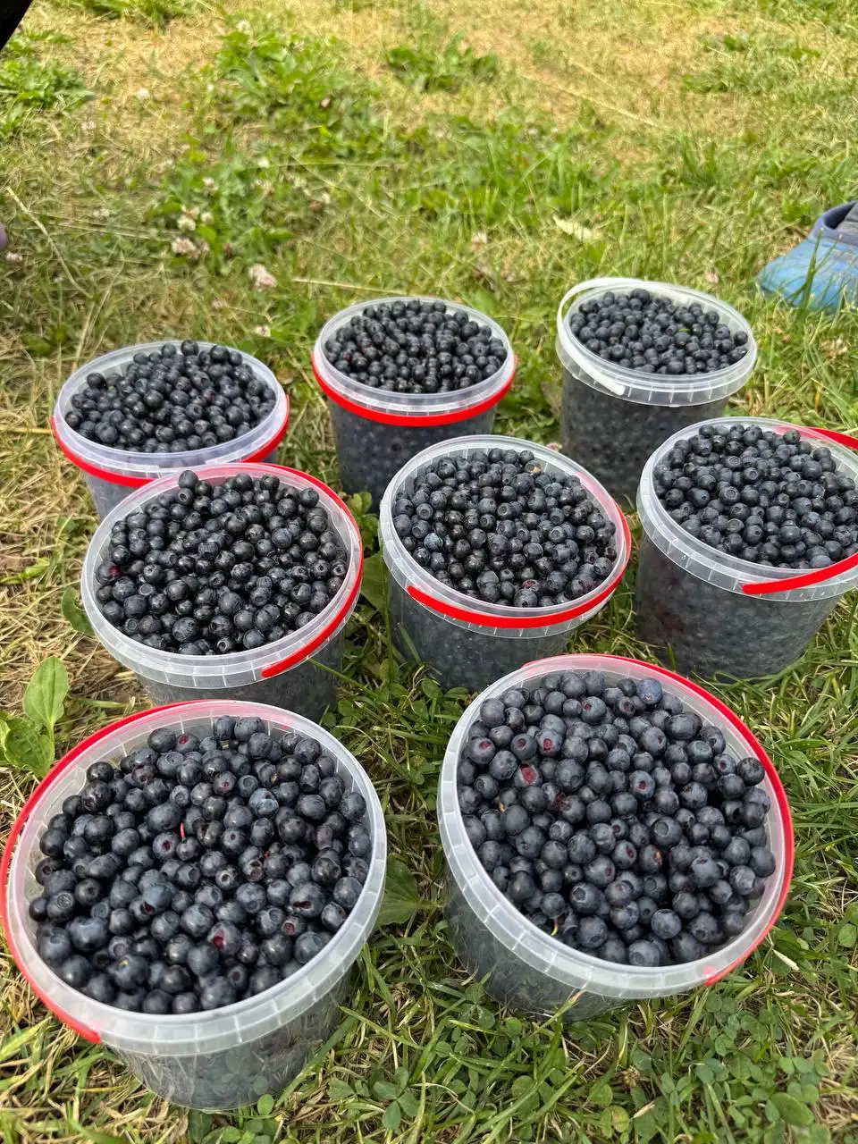 Продажа черники - Ягоды (Еда) в Неизвестно