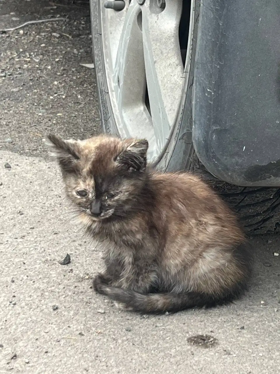 Отдам котенка в добрые руки - Животные в Неизвестно