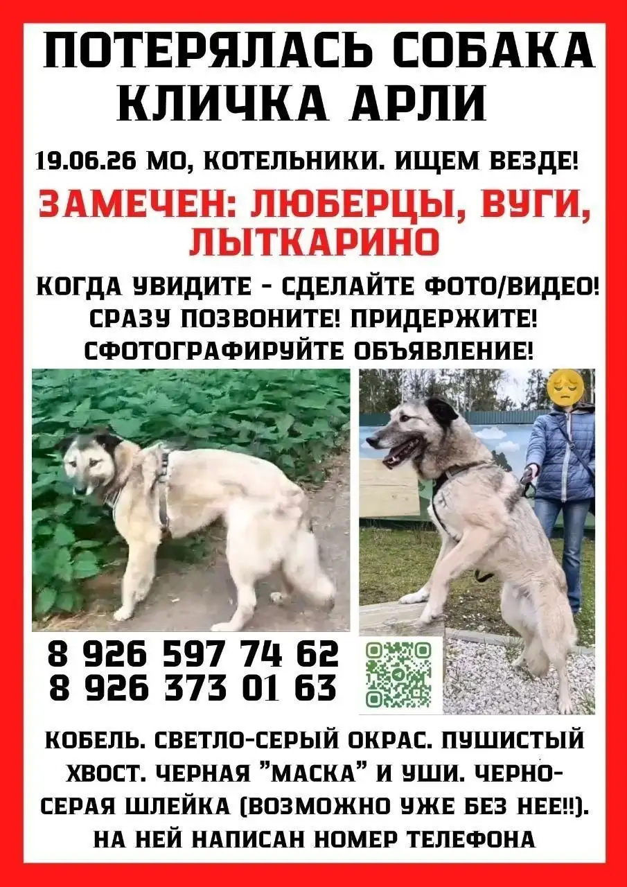 Потерялась собака Арли в Люберцах - Потеряшки (Животные) в Люберцы