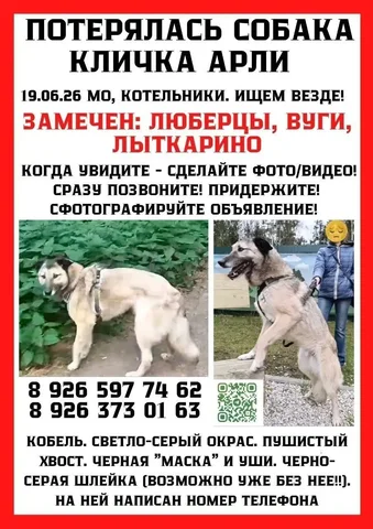 Потерялась собака Арли в Люберцах - частное объявление в Люберцы