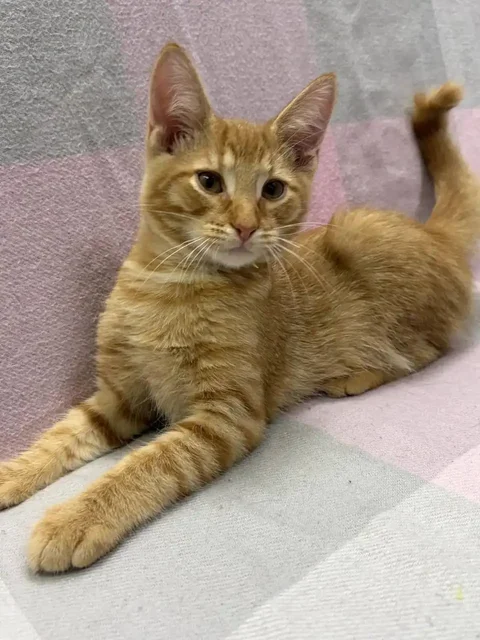 Отдаём котят в добрые руки - Животные в Люберцы