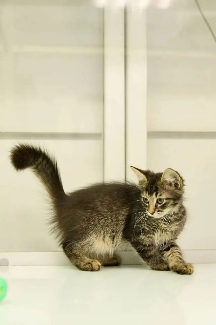 Отдаём котят в добрые руки - Кошки (Животные) в Люберцы