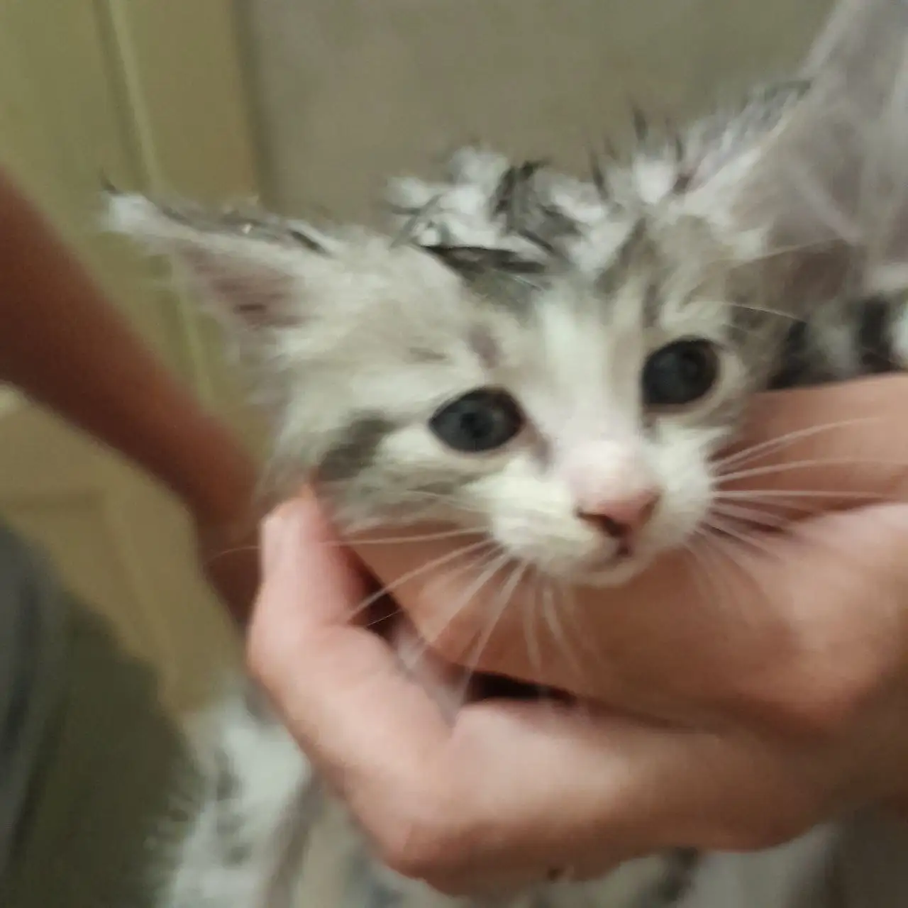 Котята в добрые руки - Кошки (Животные) в Раменское