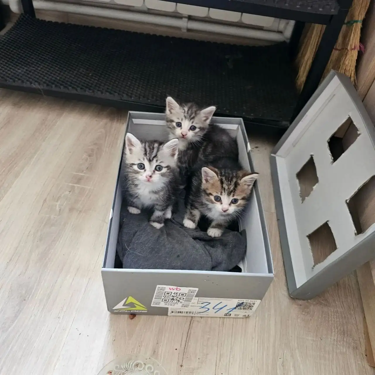 В добрые руки! Спасенные котята ищут дом - Кошки (Животные) в Раменское