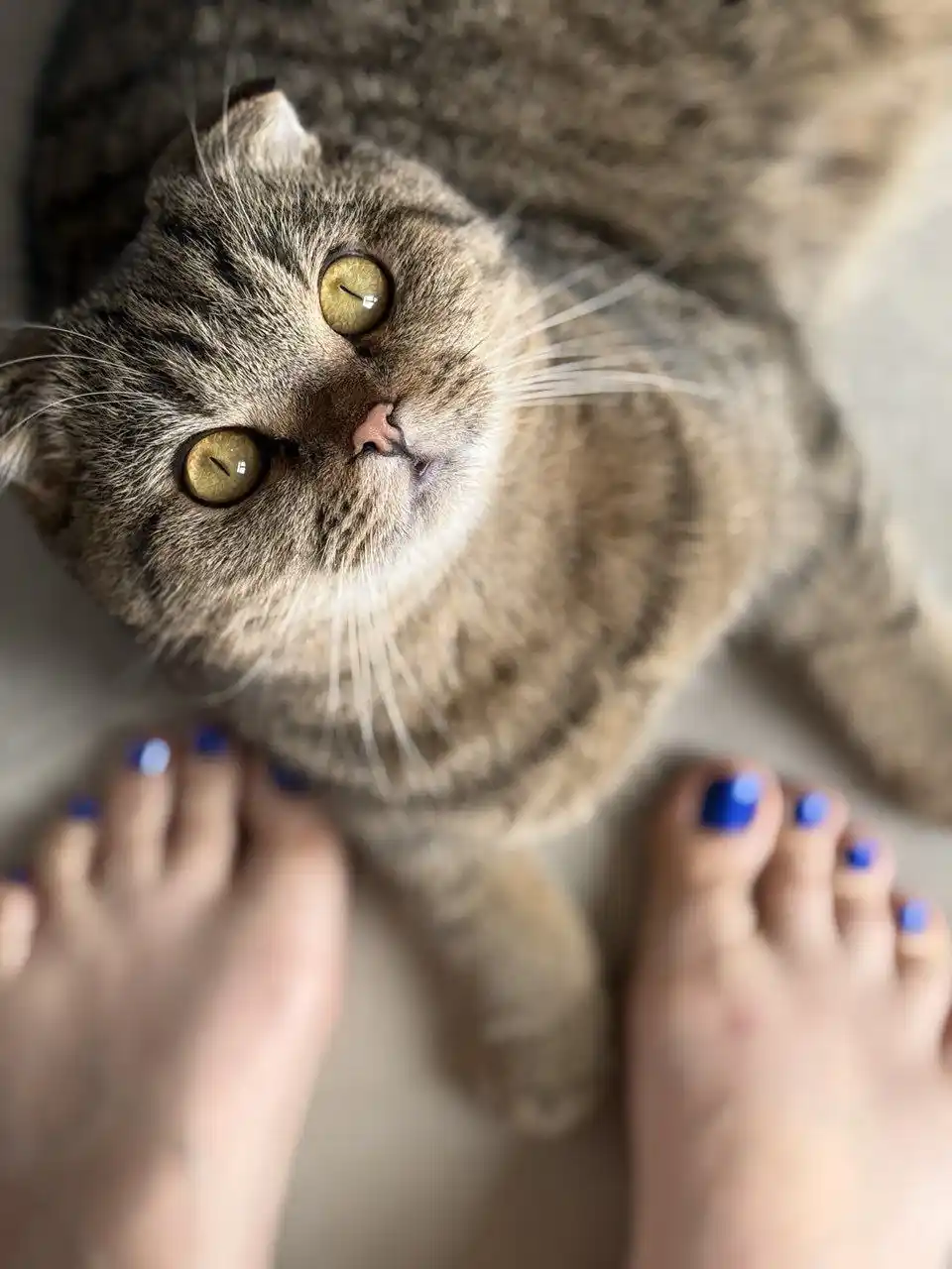 Шотландские котята - Животные в Люберцы