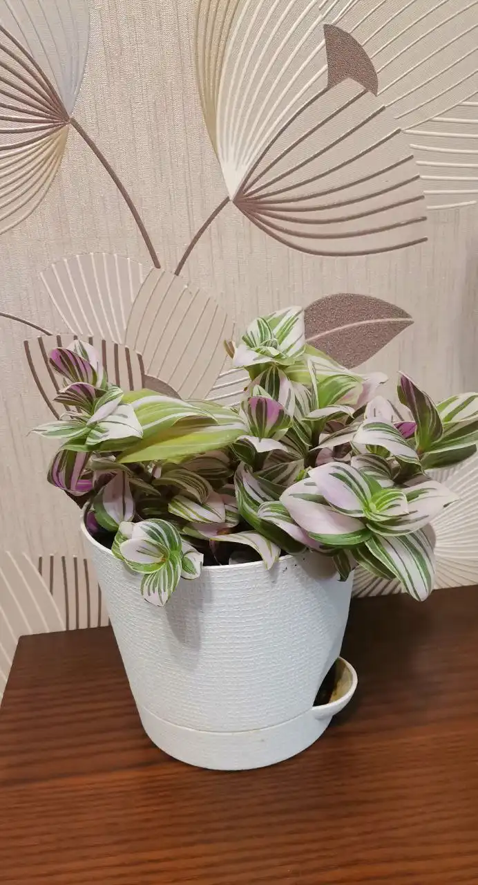 Традесканция розовая и зеленая